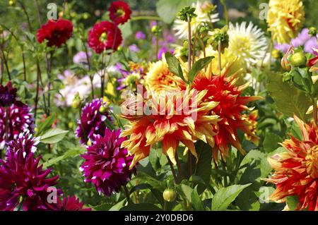 Bunte Dahlie in rot, lila und gelb, Dahlia in rosso, giallo e viola nel giardino estivo Foto Stock