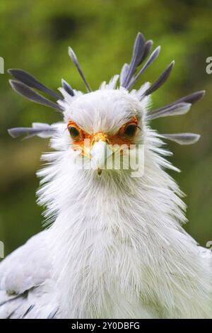 Segretario uccello (Sagittarius serpentarius), segretario in Namibia Foto Stock