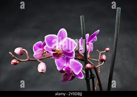 Un'orchidea contro uno sfondo nero Foto Stock