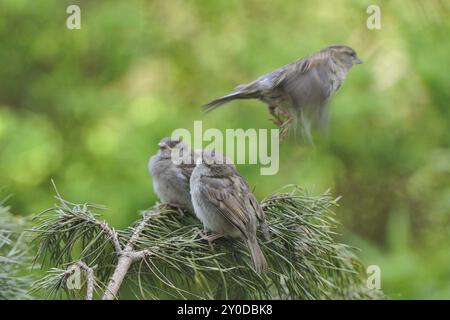 La madre di Sparrow nutre i suoi piccoli con un tronco d'albero Foto Stock