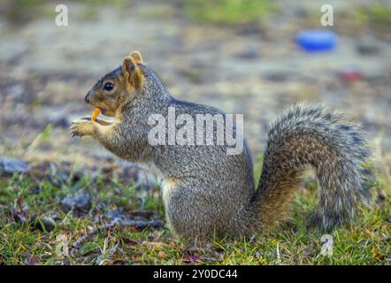 Scoiattolo grigio mangiare Foto Stock