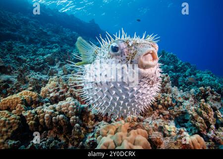 Il porcupinefish macchiato, Diodon hystrix, si nutrono principalmente di notte su invertebrati rigati. Hawaii. Foto Stock