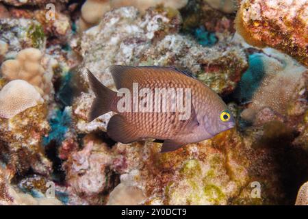 Il Pacific gregory, Stegastes fasciolatus, raggiunge i 5 pollici e si trova in tutto l'Indo-Pacifico, Hawaii. Foto Stock