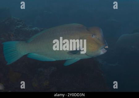 Bumphead pesci pappagallo, Bolbometopon muricatum, sono le specie più grande in questa famiglia e può raggiungere i 5 metri di lunghezza e oltre 160 libbre, Yap, Micronesi Foto Stock