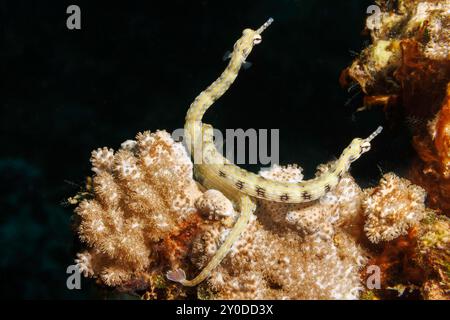 Questo pesce piccione giallo, Corythoichthys sp, è una specie senza nome che è stata confusa con C. haematopterus e/o C. flavofasciatus. Sì Foto Stock