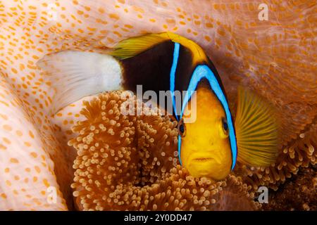 L'anemonefish di questo Clark, Amphiprion clarkii, ha scelto questo anemone marino di mertens, Stichodactyla mertensii, per una casa, Yap, Micronesia. Foto Stock