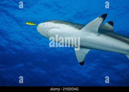 Un pesce pilotato dorato, Gnathanodon specioisus, cavalca il naso di questo squalo pinna nera della barriera corallina, Carcharhinus melanopterus, al largo dell'isola di Yap, Fed Foto Stock