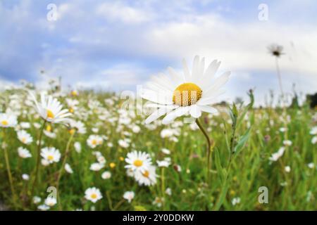 Fiori di Daisy sul verde prato estivo Foto Stock