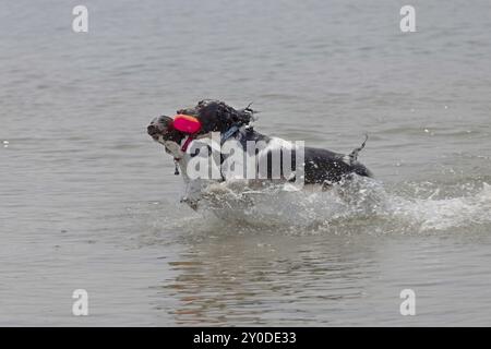 Spaniel inglese springer durante l'allenamento sulle acque del lago Michigan Foto Stock