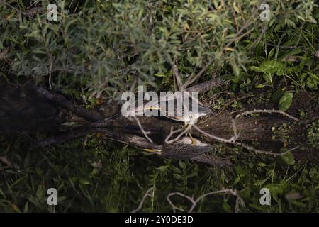 Il giovane airone verde (Butorides virescens) in caccia Foto Stock