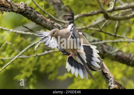 La colomba lutto (Zenaida macroura) in volo Foto Stock