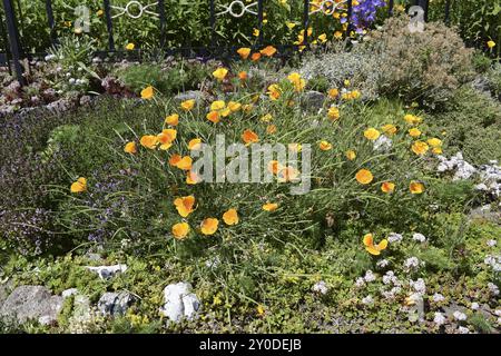 Foto dettagliata di un giardino roccioso con papaveri californiani e fiori viola, Ruegen (Gross Zicker) Foto Stock