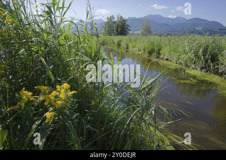 Corso d'acqua a Bernauer Moss, Moorland, Kampenwand, Bernau am Chiemsee, Bernau, estate, agosto, Chiemgau, Alpi Chiemgau, Baviera, alta Baviera, Baviera Foto Stock