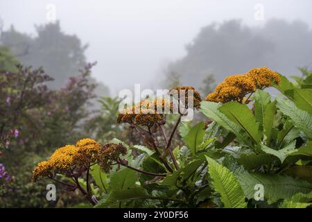 Fiori gialli, nebbia nella foresta pluviale, caldera del vulcano Poas, Parco nazionale Poas, altopiani centrali, provincia di Alajuela, Costa Rica, centro di Amer Foto Stock