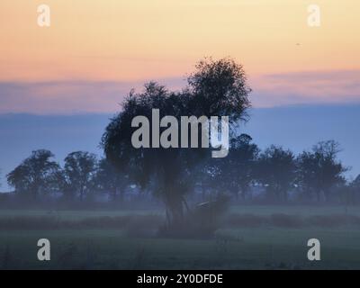 All'alba, sorge il mistico sole con un albero sul prato nella nebbia. Colori caldi della natura. Fotografia di paesaggi nel Brandeburgo Foto Stock