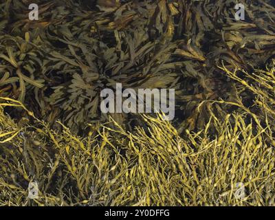 Knot kelp (di colore più chiaro) e sega kelp sulla costa norvegese. Entrambi appartengono alla famiglia delle alghe marroni Foto Stock