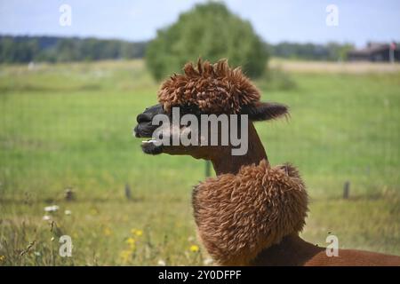 Alpaca marrone con un cappotto spesso e soffice e un'acconciatura pronunciata si staglia in un campo verde Foto Stock