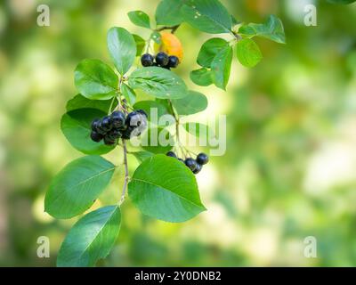 Le bacche di Aronia (Aronia melanocarpa, Black Chokeberry) crescono nel giardino. Sfondo con rami di aronia e bacche. Ramificazione con bacche di aronia. Foto Stock