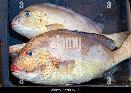 Grandi pesci dolcificanti dai colori vivaci in acqua in un vassoio di plastica presso un mercato dei pescatori. Pesce in vendita in Asia. Foto Stock