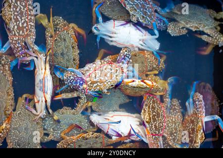 Grandi granchi dai colori vivaci con artigli legati in acqua in un vassoio di plastica in un mercato di pescatori. Pesce in vendita in Asia. Foto Stock