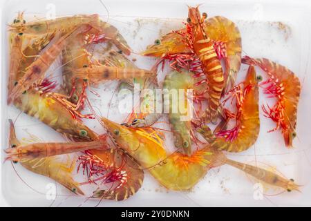 Grandi gamberetti dai colori vivaci in acqua in un vassoio di plastica in un mercato di pescatori. Pesce in vendita in Asia. Foto Stock