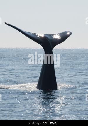 La coda di balena megattere fuoriesce dall'acqua. Foto Stock