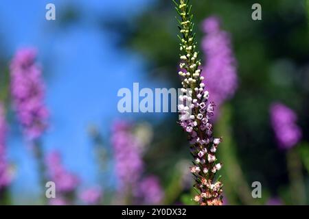 Infiorescenze della brughiera (Erica vagans) Foto Stock