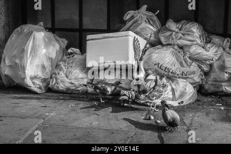 Immagine in bianco e nero di piccioni che si nutrono di rifiuti scartati in una strada londinese a Soho. Foto Stock