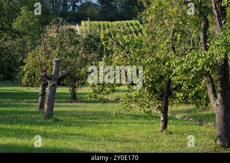 Frutteto con meli in estate nella Germania meridionale Foto Stock