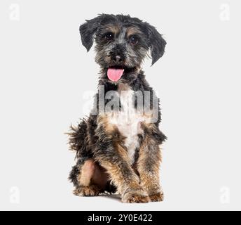 Cane incrociato seduto e Panting, Yorkshire incrocia con shih tzu, isolato su grigio Foto Stock
