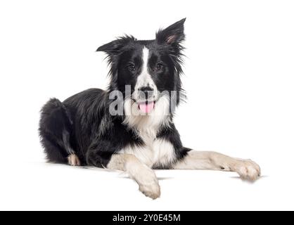 Giovane collie con bordi bianchi e neri distesi con zampe su un posto vuoto per il testo, guardando la telecamera, isolata sul bianco Foto Stock