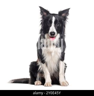 Giovane collie in bianco e nero Panting Border seduta e guardando la telecamera, di un anno, isolata sul bianco Foto Stock
