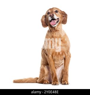 Vecchio Cocker mescolato con uno spaniel francese, cane crossbreed Panting, isolato su bianco Foto Stock