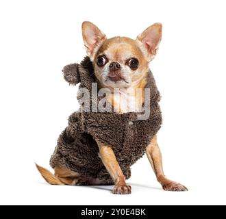 Chihuahua seduta con indosso un cappotto invernale, isolato sul bianco Foto Stock