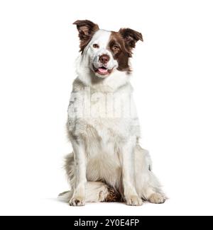 Brown e white border collie dog panting, guardando la macchina fotografica, isolato su bianco Foto Stock