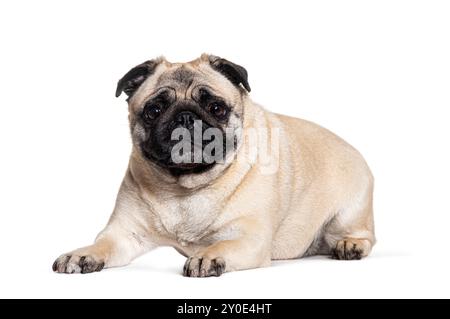Pug sdraiato guardando la telecamera, isolato sul bianco Foto Stock