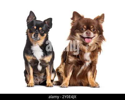 Due cani, Chihuahua e crossbreed dog, seduti e lookinf-g alla telecamera, isolati Foto Stock