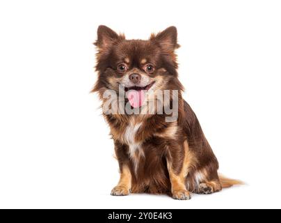 Felice sorridente piccolo Chihuahua marrone seduto e guardando la telecamera, isolato Foto Stock
