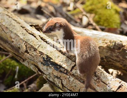 Mustela nivalis Foto Stock