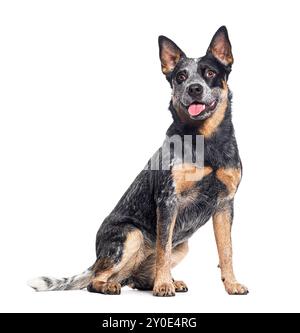 Cuccioli australiani seduto, isolato sul bianco Foto Stock