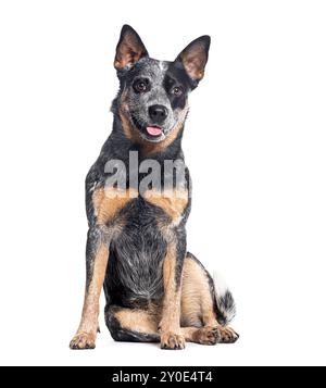 Cuccioli australiani seduto, isolato sul bianco Foto Stock