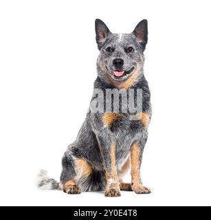 Cuccioli australiani seduto, isolato sul bianco Foto Stock