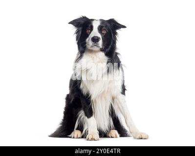 Collie a bordo seduta che guarda la telecamera, isolata sul bianco Foto Stock