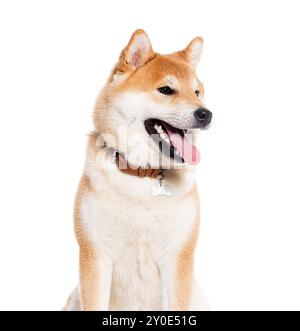 Colpo alla testa di uno Shiba inu che semina indossando un collare per cani, isolato su bianco Foto Stock