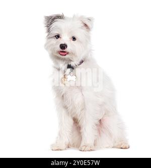 Yorkie Pomeranian crossbreed dog, Yorkshire attraversato con un pomeraniano, isolato sul bianco Foto Stock
