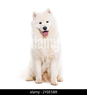 Cane Samoiato che guarda la telecamera, isolato sul bianco Foto Stock