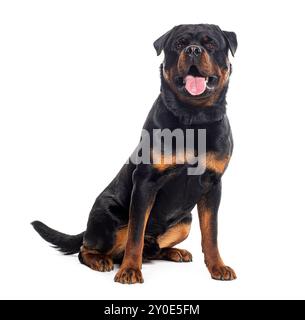 Rottweiler per panting, isolato su bianco Foto Stock