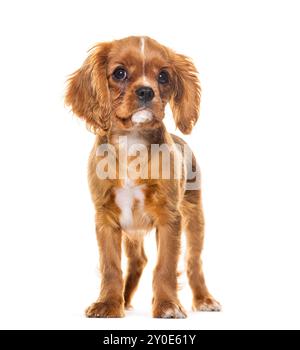 Cucciolo Cavalier Re Charles Spaniel, 14 settimane, isolato sul bianco Foto Stock