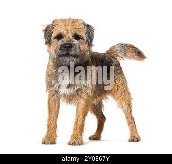 Border terrier, isolato sul bianco Foto Stock