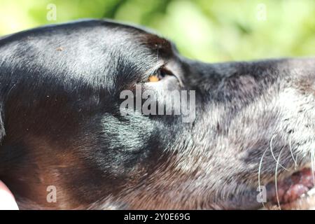 Primo piano dettagliato del volto di un cane bianco e nero, catturandone gli occhi espressivi, la consistenza della pelliccia e i segni distintivi. L'immagine evidenzia l'un Foto Stock